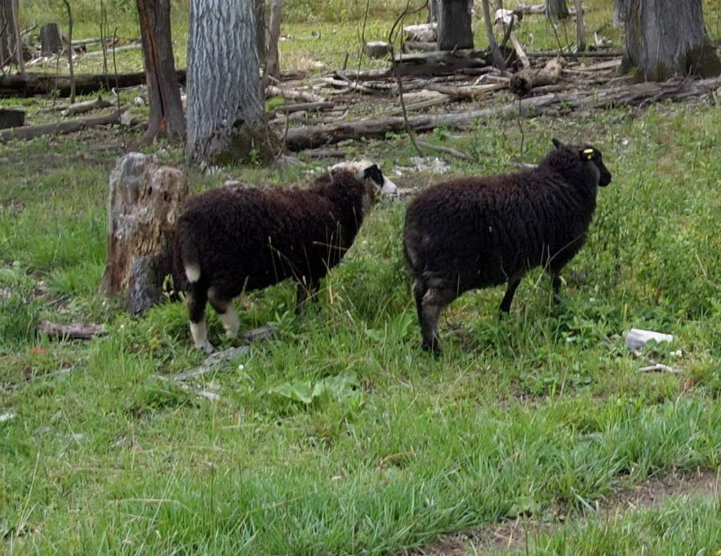 lambs.jpg
