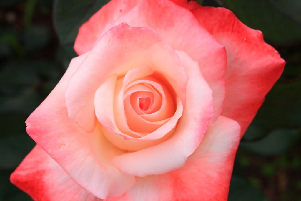 IMAGE: http://i742.photobucket.com/albums/xx62/gblader/IMG_1881.jpg