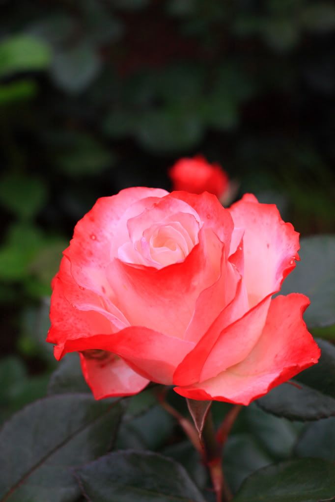 IMAGE: http://i742.photobucket.com/albums/xx62/gblader/IMG_1909.jpg