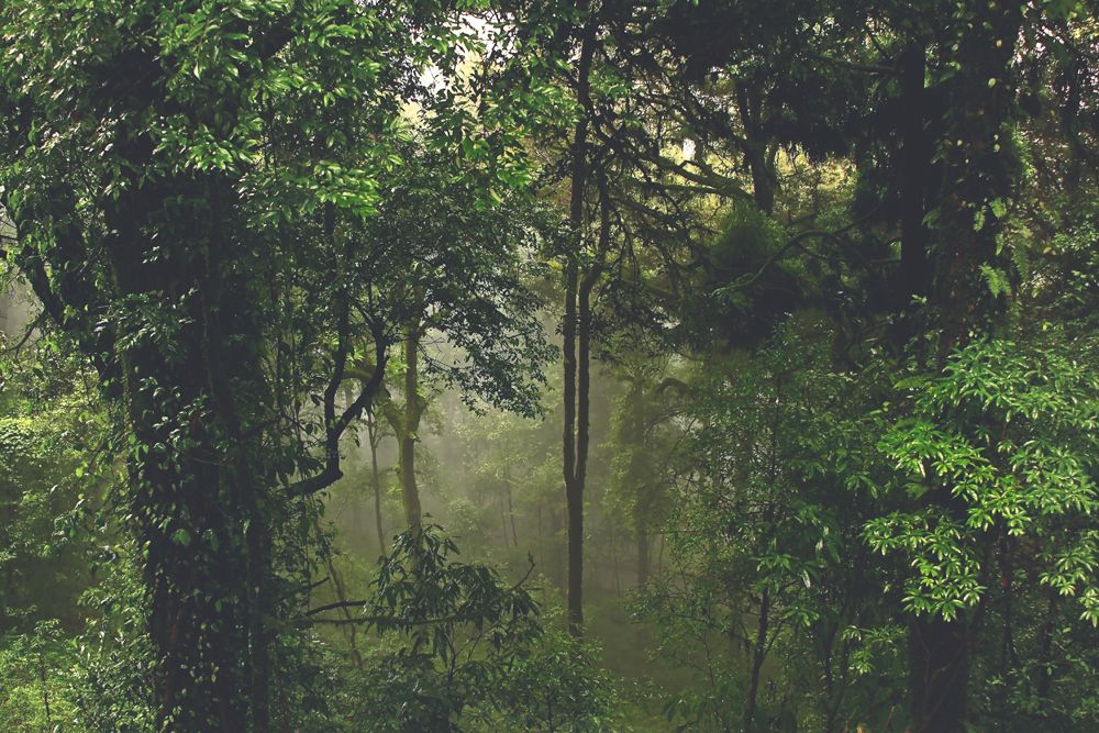 Mist in the Forests around Darjeeling Mist in the Forests around Darjeeling