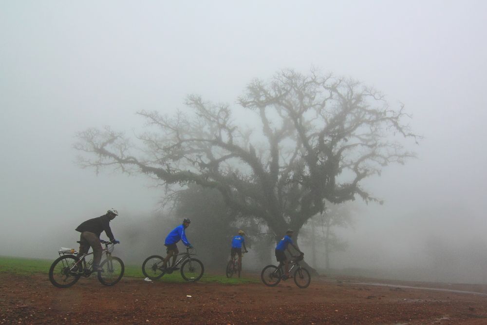 Ghostly tree and the cyclists in the mist, Mandalpatti Peak Ghostly tree and the cyclists in the mist, Mandalpatti Peak
