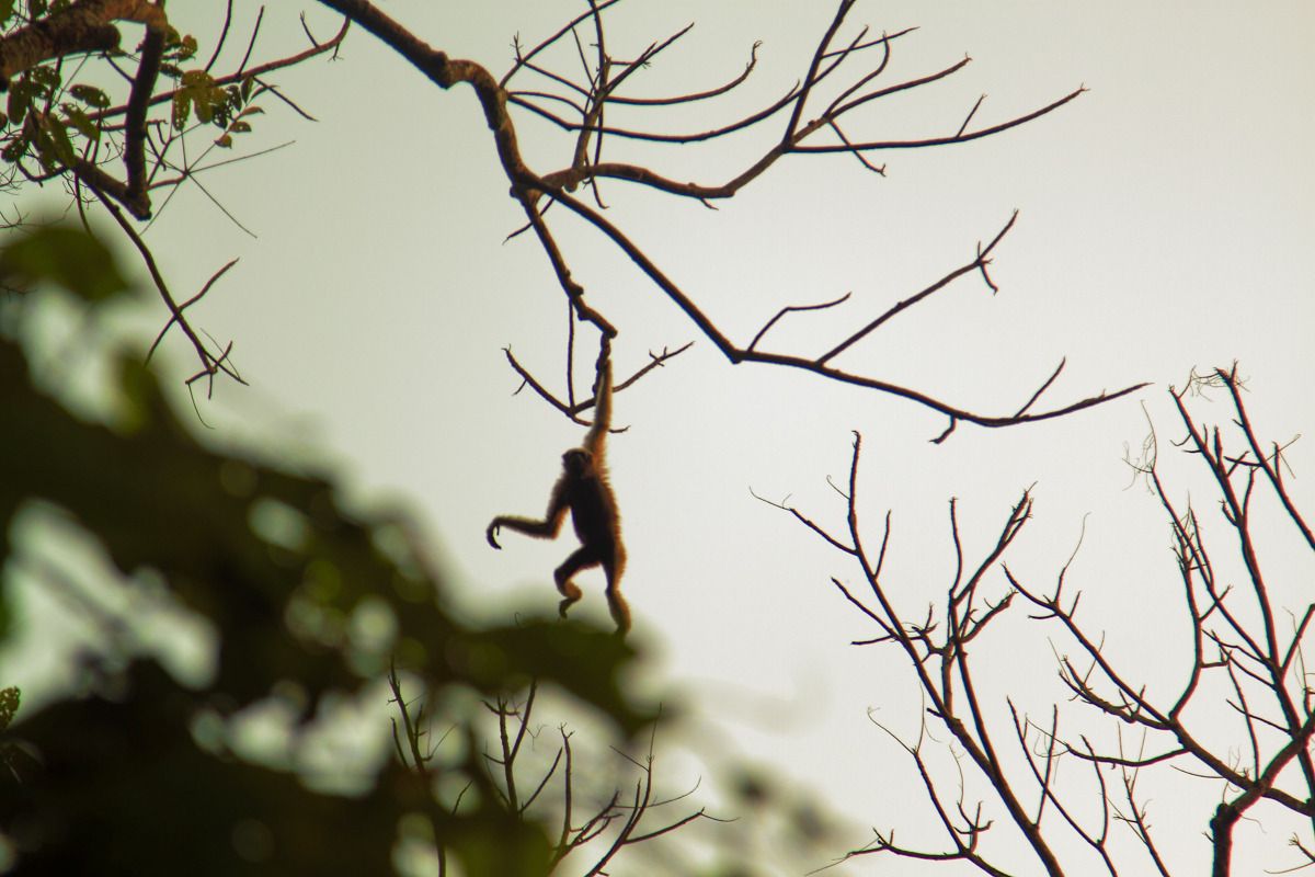 Hoollongapar Sanctuary, Assam #30DaysofAnotherIndia Hoollongapar Sanctuary, Assam