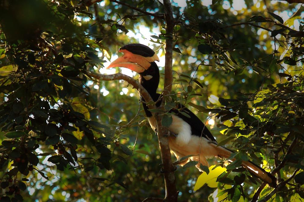 Malabar Pied Hornbill, Dandeli Wildlife Sanctuary Malabar Pied Hornbill, Dandeli Wildlife Sanctuary