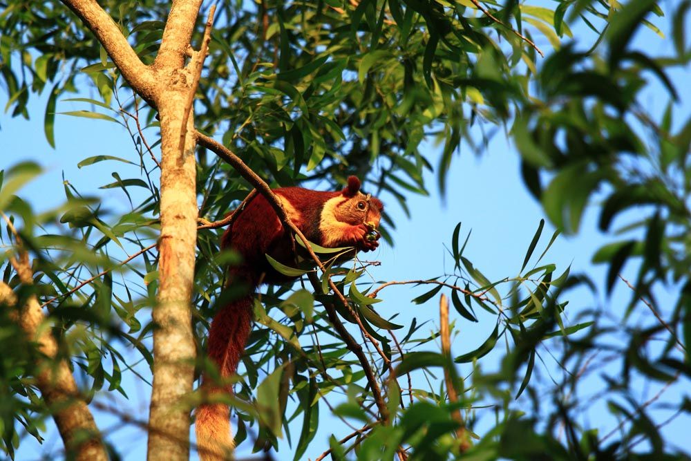 Malabar Giant Squirrel, Dandeli Wildlife Sanctuary Malabar Giant Squirrel, Dandeli Wildlife Sanctuary