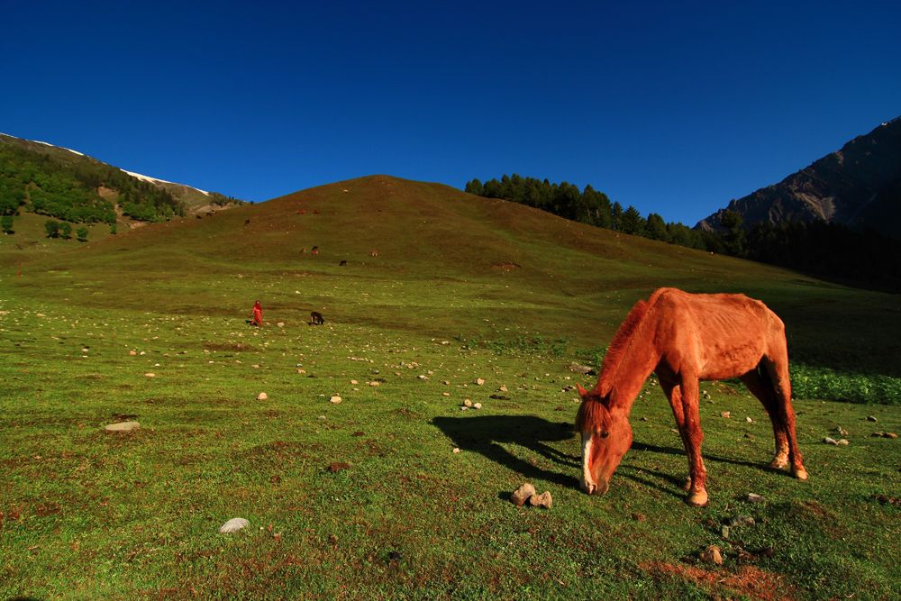 Horse grazing in the green pastures around Sonmarg Horse grazing in the green pastures around Songmarg
