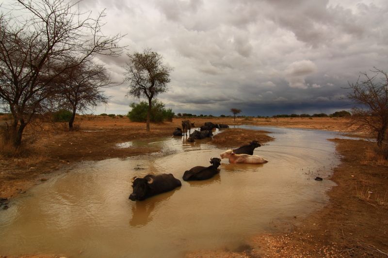 Desert Monsoon Rajasthan Jaisalmer