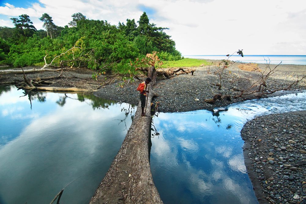Stream crossing on a fallen tree in Kalipur, North Andaman