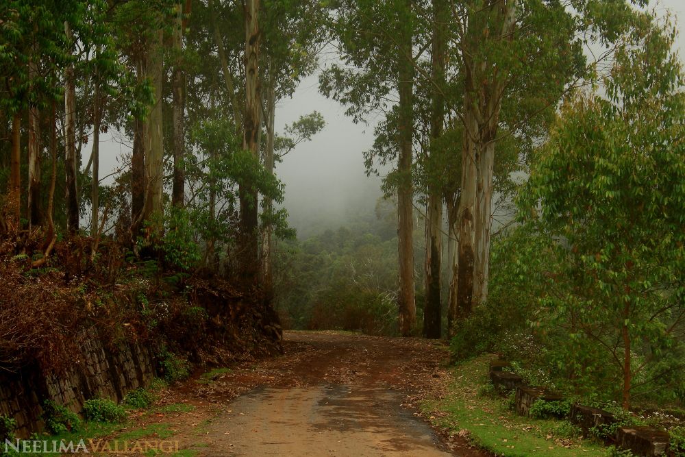 Rains at Kodaikanal