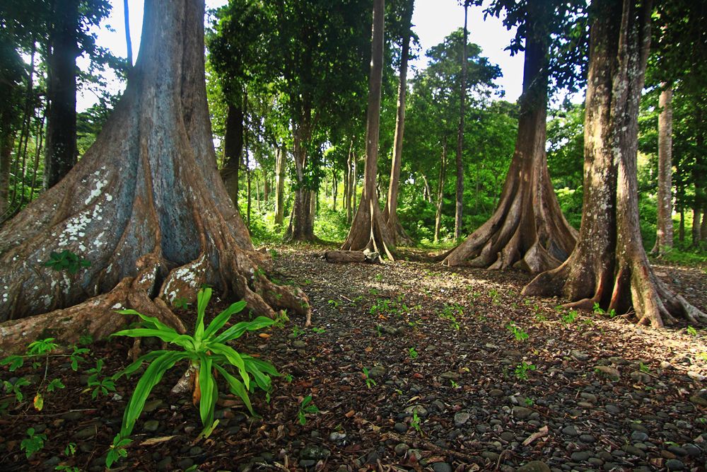 The impossibly huge trees of Saddle Peak NP, Kalipur