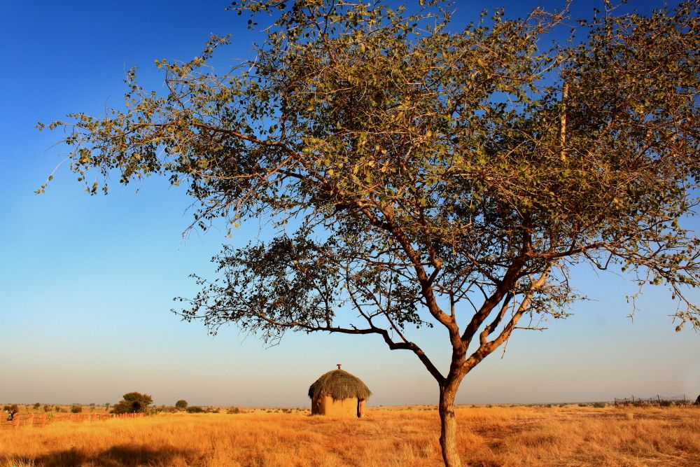 Desert National Park, Rajasthan
