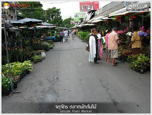 จตุจักร, ตลาดจตุจักร, ตลาดต้นไม้, ตลาดนัดต้นไม้, ไม้ดอก, ไม้ประดับ, ไม้ดอกหอม, Jatujak, Plant Market, ต้นไม้, ดอกไม้, aKitia.Com จตุจักร, ตลาดจตุจักร, ตลาดต้นไม้, ตลาดนัดต้นไม้, ไม้ดอก, ไม้ประดับ, ไม้ดอกหอม, Jatujak, Plant Market, ต้นไม้, ดอกไม้, aKitia.Com