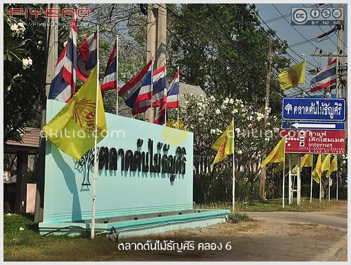 ตลาดต้นไม้ธัญศิริ, ตลาดต้นไม้ธัญบุรี, ตลาดต้นไม้คลองหก, ตลาดต้นไม้คลอง 6, ตลาดต้นไม้, ไม้ดอกไม้ประดับ, ไม้ล้อม, ซื้อต้นไม้, ขายต้นไม้, ปทุมธานี, aKitia.Com ตลาดต้นไม้ธัญศิริ, ตลาดต้นไม้ธัญบุรี, ตลาดต้นไม้คลองหก, ตลาดต้นไม้คลอง 6, ตลาดต้นไม้, ไม้ดอกไม้ประดับ, ไม้ล้อม, ซื้อต้นไม้, ขายต้นไม้, ปทุมธานี, aKitia.Com