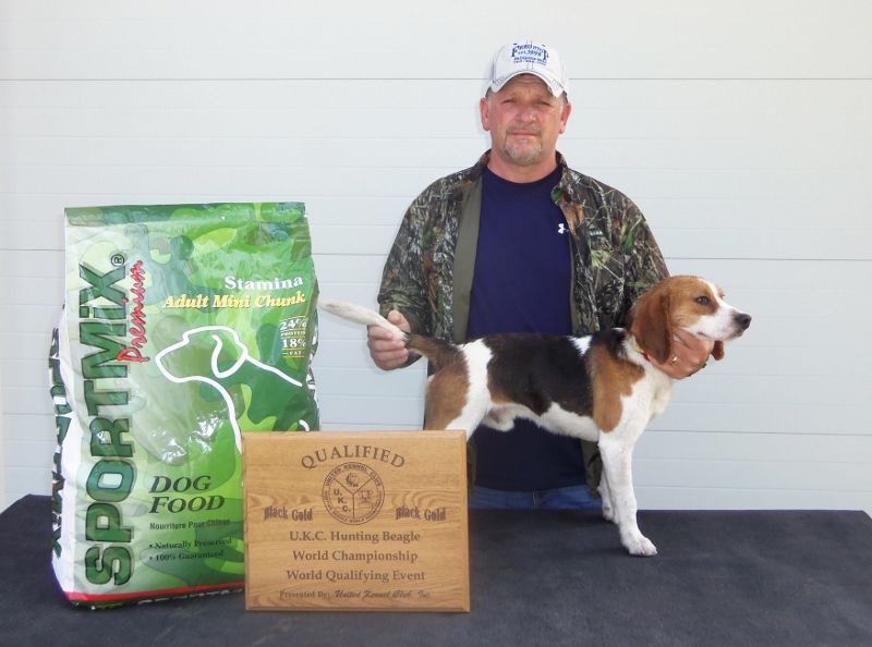 ukc beagle classifieds