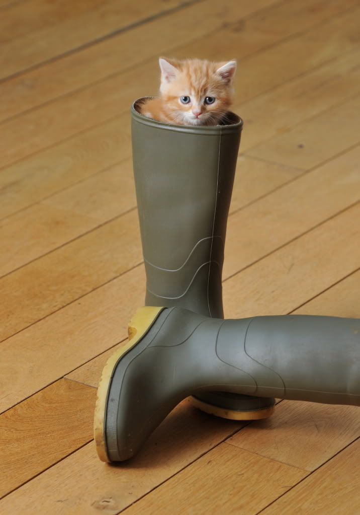 Taking Out The Litter