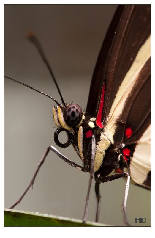 Fotografie