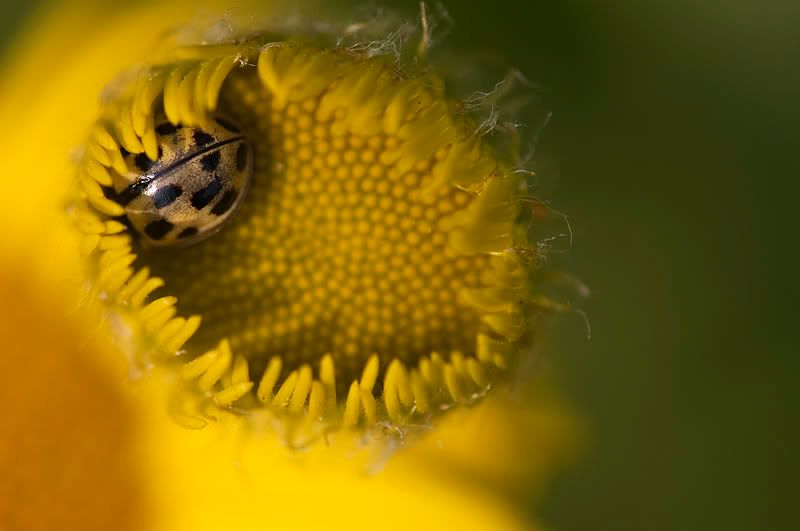 Fotografie