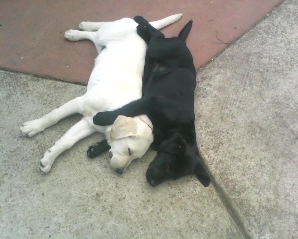 Puppies Spooning