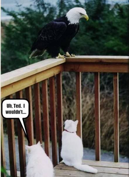 eagle.jpg