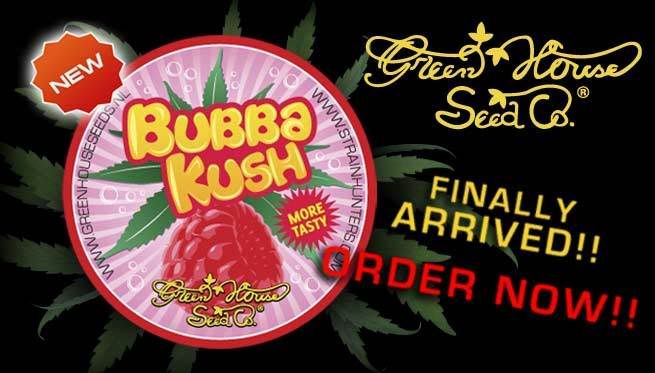 description of Bubba Kush