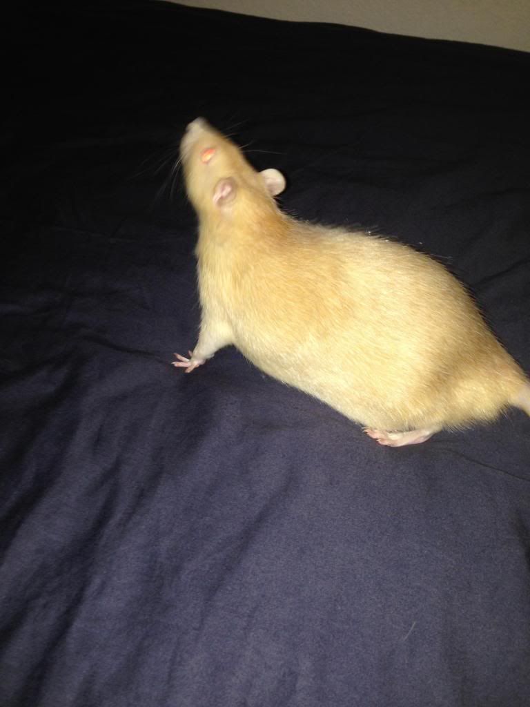 How much do your rats weigh? Rat Forum