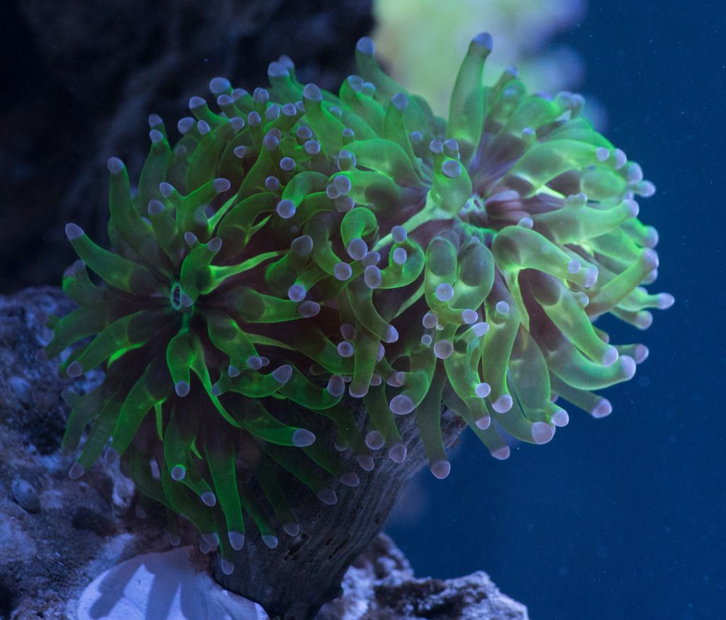 IMGP4243 - Frogspawn
