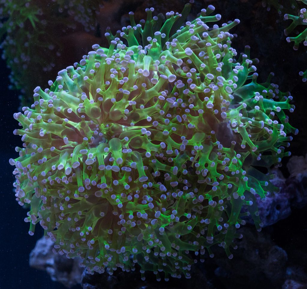 IMGP4248 - Frogspawn