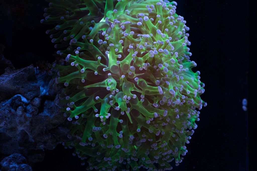 IMGP4251 - Frogspawn