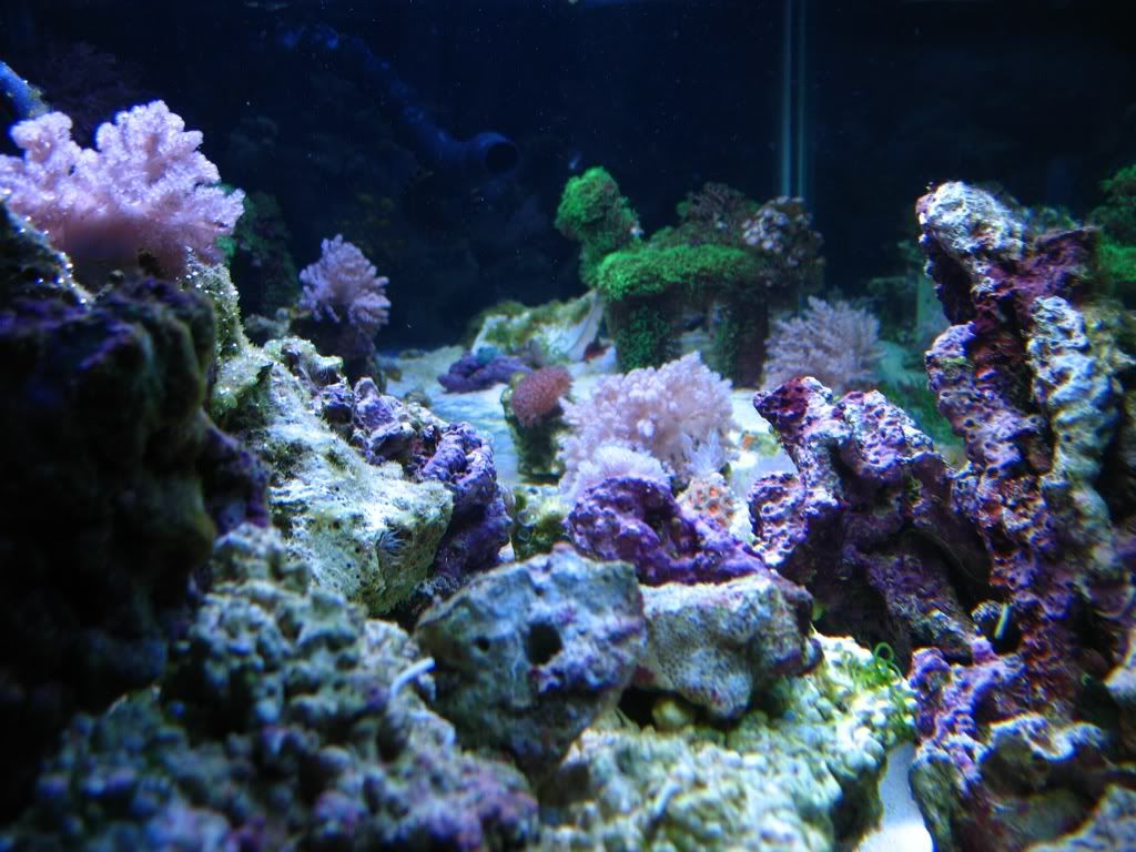 733aa3bc - Ballhog's Reef