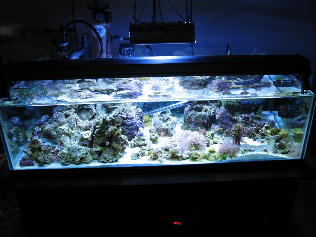 IMG 4434 - Ballhog's Reef