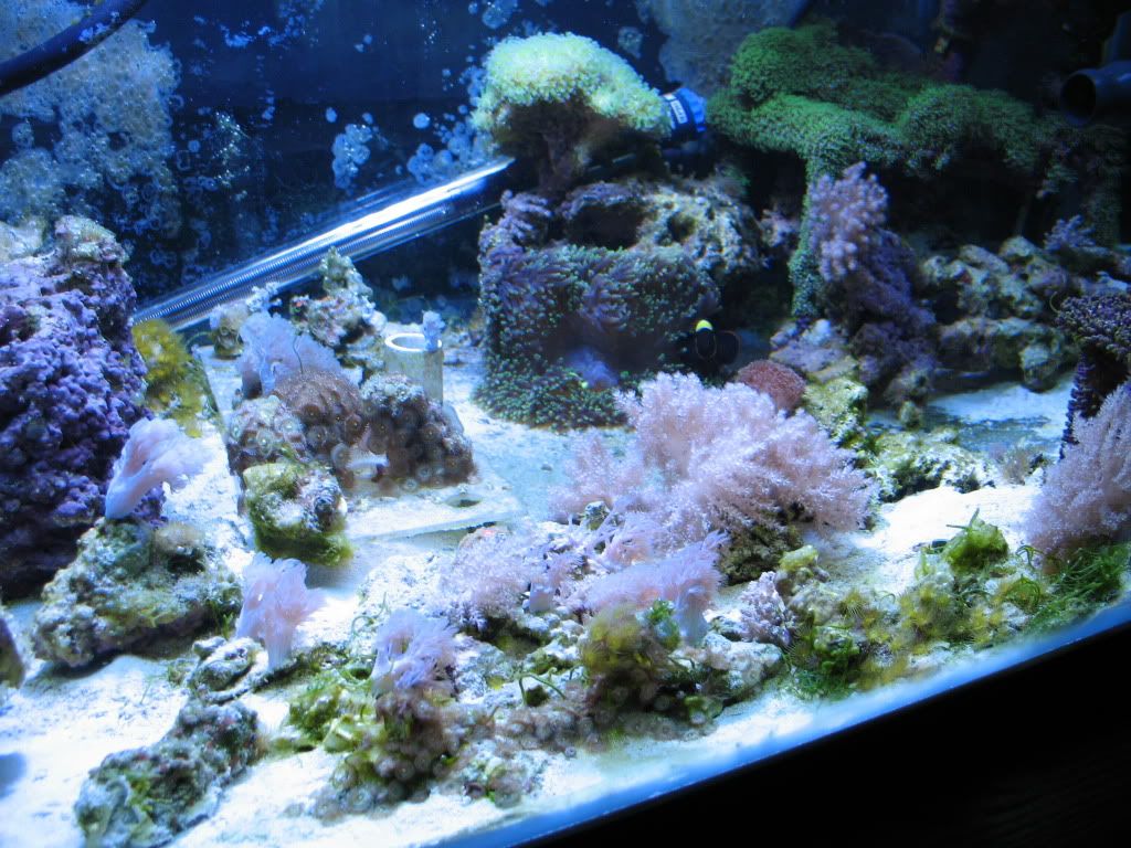 IMG 4437 - Ballhog's Reef