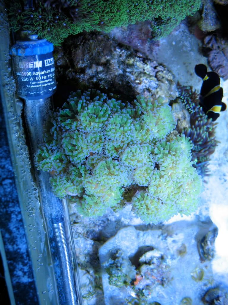 IMG 4439 - Ballhog's Reef