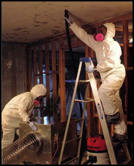 house mold removal cost