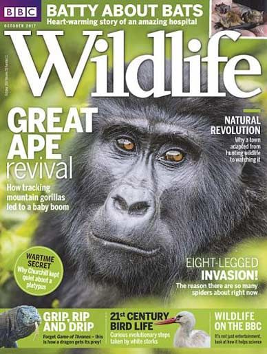 BBC Wildlife