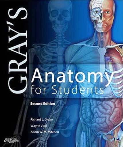 grays anatomy