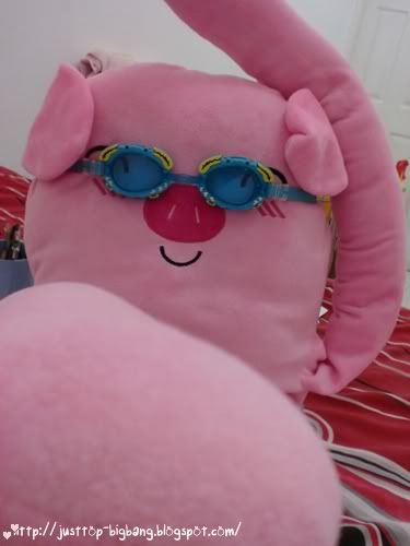swimming pig swimming pig