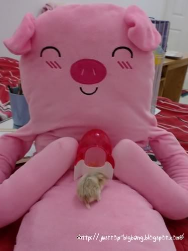 pig hamster pig hamster