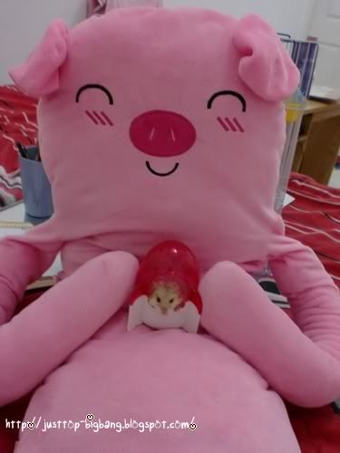 pig love hamster pig love hamster