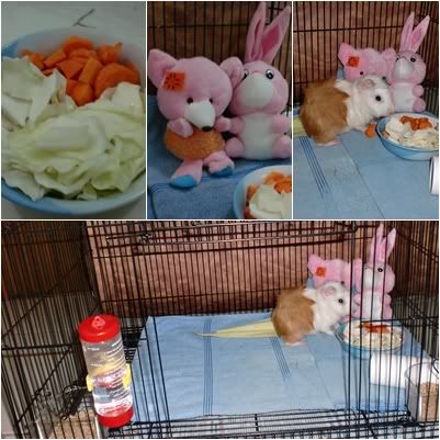guinea pig doll guinea pig doll