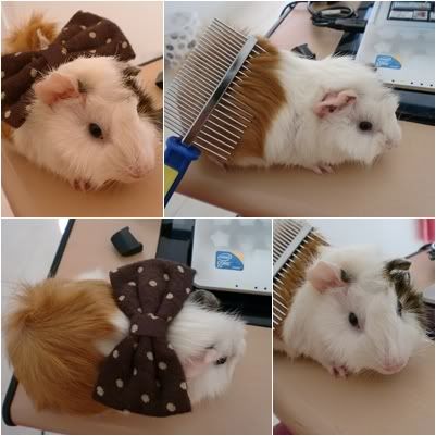cute guinea pig photo cute guinea pig photo