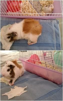 guinea pig loves hamster guinea pig hamster