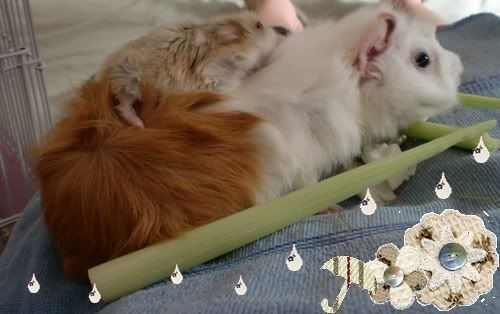 guinea pig loves hamster guinea pig loves hamster