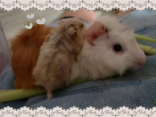 guinea pig friend with hamster guinea pig friend with hamster