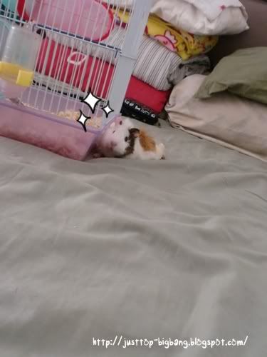 guinea pig cute face guinea pig cute face