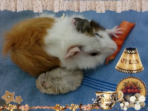 guinea pig friend with hamster guinea pig friend with hamster