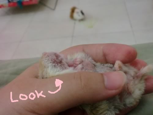 guinea pig hamster guinea pig hamster