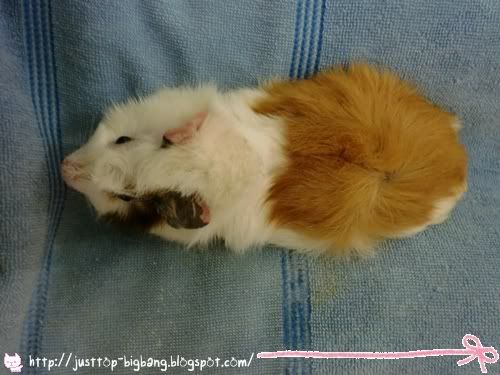 guinea pig body guinea pig body