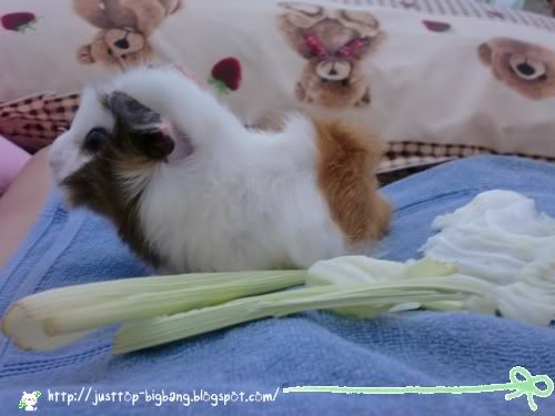 unique guinea pig unique guinea pig