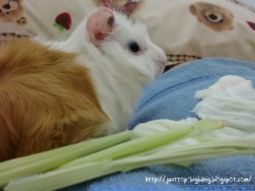 guinea pig eating guinea pig eating