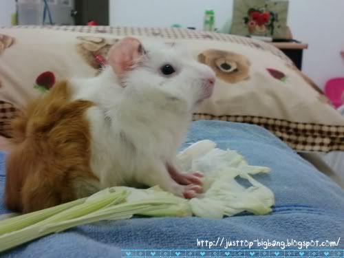 guinea pig food guinea pig cheap food