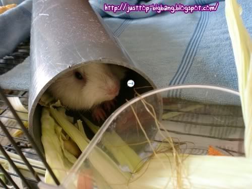 cute guinea pig cute guinea pig
